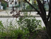 Imagine atasata: Calea Martirilor - 2016.11.03 - 79.jpg